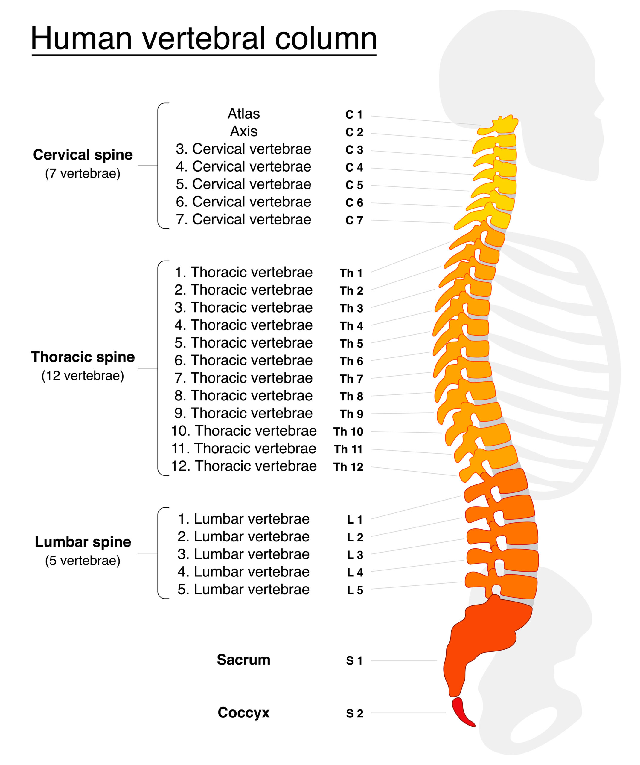 Anatomy illustration of the different sections of the spine and the cervical vertebrae labeling and numbering