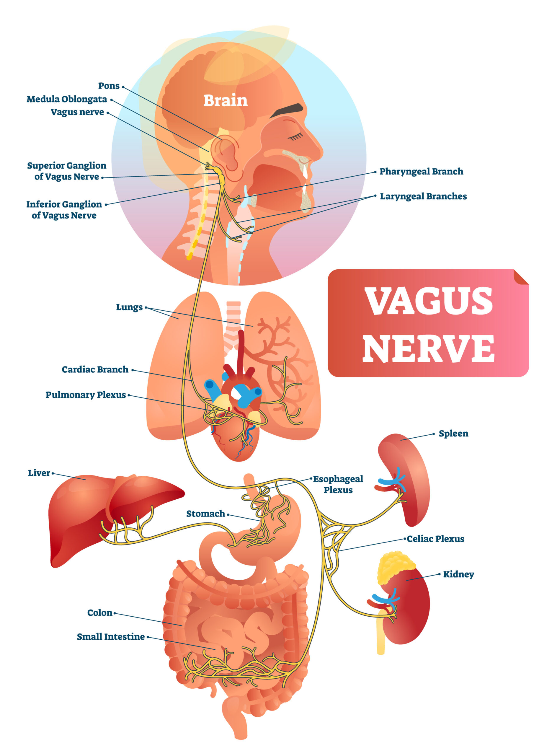 Vagus nerve vector illustration, Labeled anatomical structure scheme and location diagram of human body longest nerve.