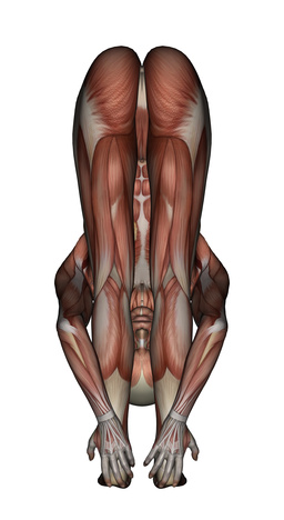 Yoga Anatomy-Uttanasana 
