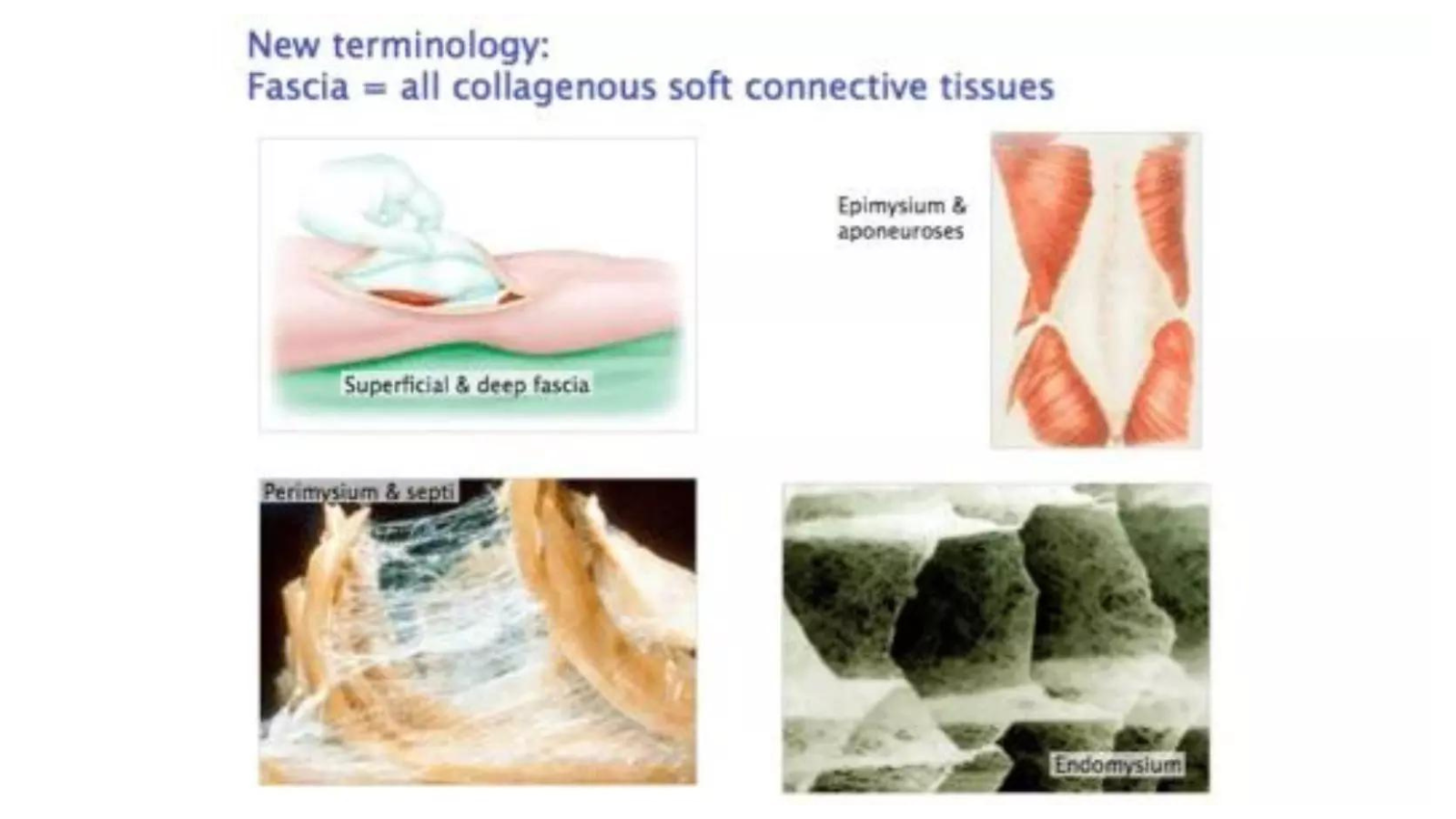 Examples of fascia, which is all collagenous soft connective tissues 