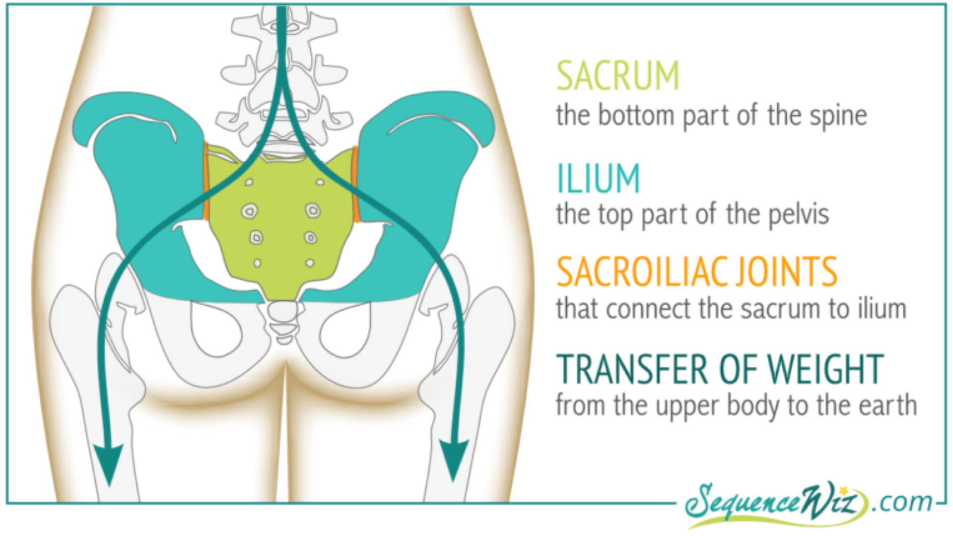 The anatomy image depicts the Sacrum (the lower portion of your spine) fits nicely between the bones of your pelvis connected tvia the sacroiliac joints. This area can be susceptible to lower back pain.