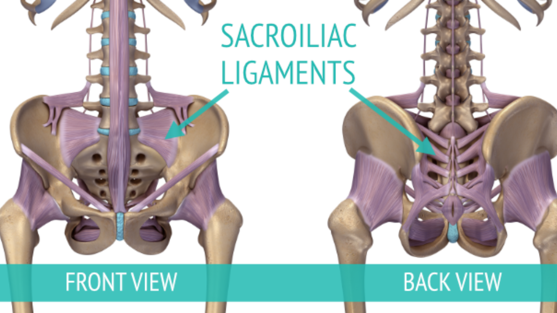 Anatomy Image depicts the sacroiliac (SI) ligaments that bind your sacrum to your pelvis and your spine are very strong.